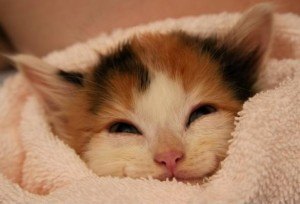 kitten picture