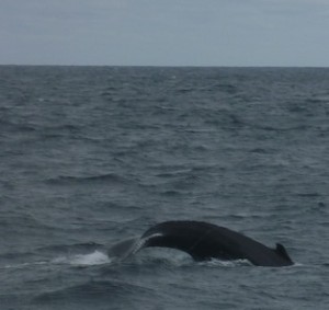 boston whale