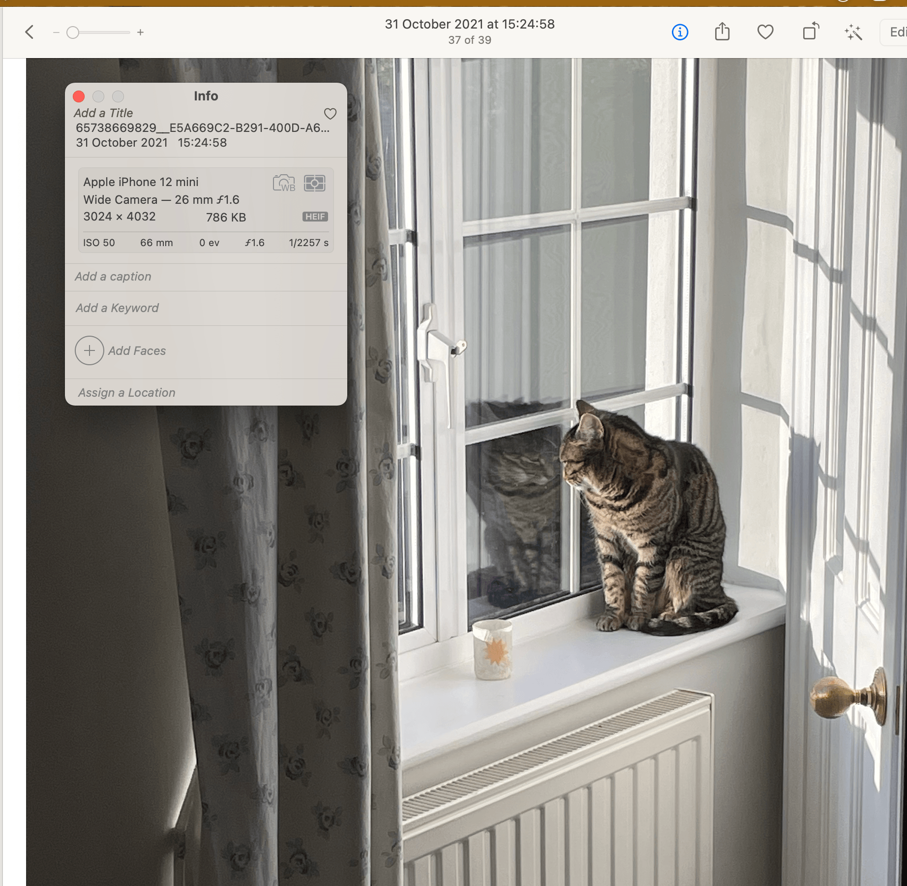 metadata on cat picture in Preview
